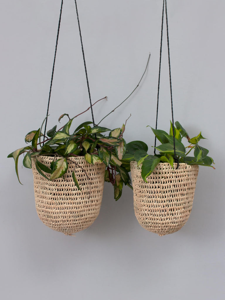 A pair of open weave dome hanging baskets with black leather braided thong and trailing plants