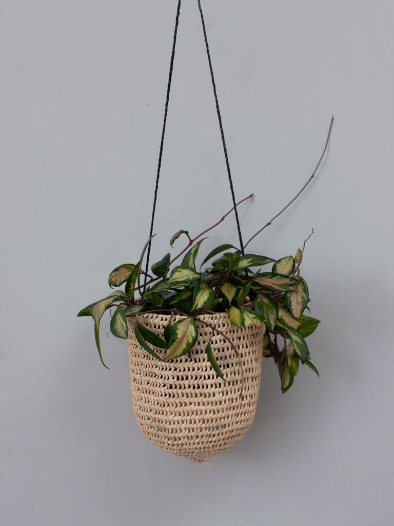 The large open weave dome hanging basket with black leather thong and green trailing houseplant