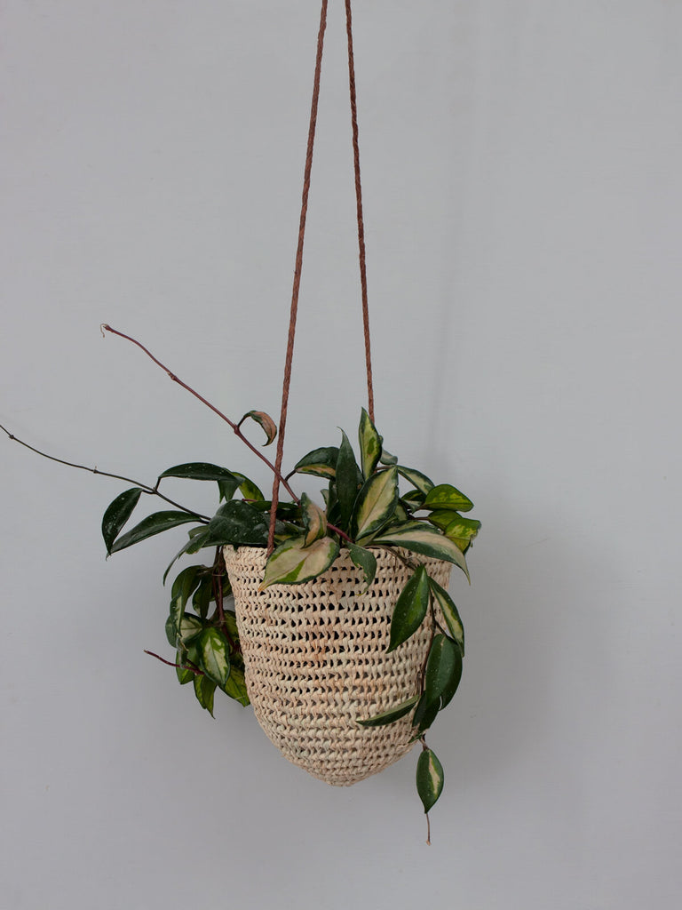 The large open weave dome hanging basket with tan leather thong and green trailing houseplant